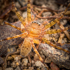 Heteropoda singaporensis Jäger, 2024 © Joseph K H Koh  • Habitus • Dorsal • Alive • ♀ • Adult