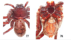 Heteropoda strandi Jäger, 2002 © Peter Jäger  • Habitus • Dorsal • Ventral • ♀ • Adult