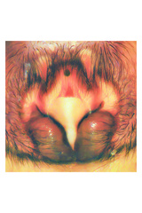 Heteropoda strandi Jäger, 2002 © Joseph K H Koh  • Epigyne • Ventral • ♀ • Adult