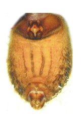 Heteropoda strandi Jäger, 2002 © Peter Jäger  • Opisthosoma • Ventral • ♀ • Adult