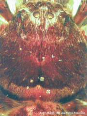 Heteropoda strandi Jäger, 2002 © Peter Jäger  • Prosoma • Dorsal • Eyes • ♀ • Adult