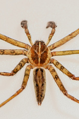 Heteropoda temburong Jäger & Koh, 2024 • Habitus • Dorsal • ♂ • Adult