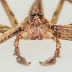 Heteropoda temburong Jäger & Koh, 2024 • Habitus • Anterior • ♂ • Adult