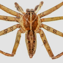 Heteropoda temburong Jäger & Koh, 2024 • Habitus • Dorsal • ♂ • Adult