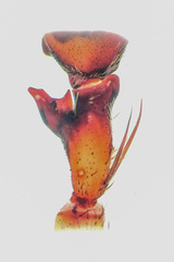 Heteropoda temburong Jäger & Koh, 2024 • RTA • Dorsal • ♂ • Adult