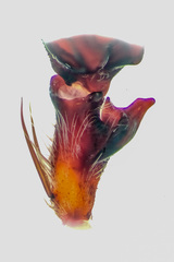 Heteropoda temburong Jäger & Koh, 2024 • RTA • Retrolateral • ♂ • Adult