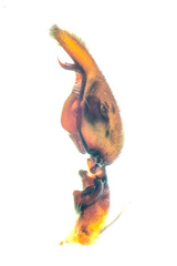 Heteropoda temburong Jäger & Koh, 2024 • Male Palp • Retrolateral • ♂ • Adult