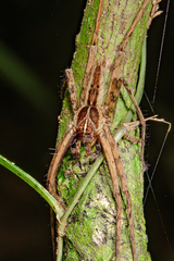 Heteropoda temburong Jäger & Koh, 2024 • Habitus • Dorsal • Alive • ♂ • Adult