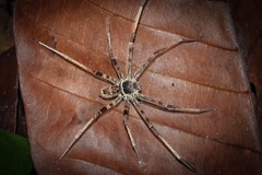 Heteropoda tetrica Thorell, 1897 © Joseph K H Koh  • Habitus • Dorsal • Alive • ♂ • Adult