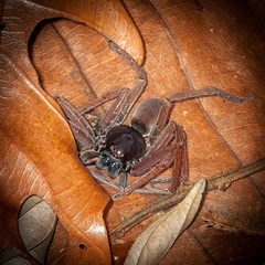 Heteropoda tetrica Thorell, 1897 © Joseph K H Koh  • Habitus • Dorsal • Alive • ♀ • Adult