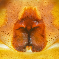 Heteropoda tetrica Thorell, 1897 © Paul Ng  • Epigyne • Ventral • ♀ • Adult