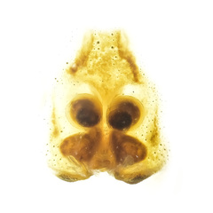 Heteropoda tetrica Thorell, 1897 © Paul Ng  • Epigyne • Ventral • ♀ • Adult