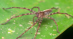 Heteropoda tutula Jäger & Koh, 2024 © Chris Ang  • Habitus • Anterior • Alive • Juvenile