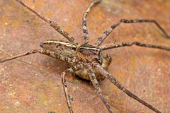 Heteropoda tutula Jäger & Koh, 2024 © Chris Ang  • Habitus • Dorsal • Alive • Eggs • ♀ • Adult