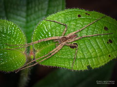 Heteropoda tutula Jäger & Koh, 2024 © Nicky Bay  • Habitus • Dorsal • Alive • ♂ • Adult