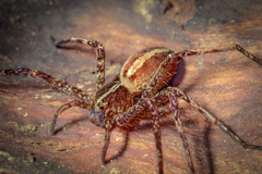 Heteropoda tutula Jäger & Koh, 2024 © Joseph K H Koh  • Habitus • Anterior • Alive • ♀ • Adult