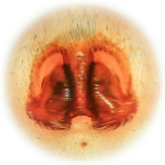 Heteropoda tutula Jäger & Koh, 2024 © Joseph K H Koh  • Epigyne • Ventral • ♀ • Adult