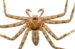 Heteropoda venatoria (Linnaeus, 1767) © Joseph K H Koh  • Habitus • Dorsal • Alive • ♂ • Adult