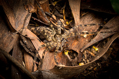 Heteropoda venatoria (Linnaeus, 1767) • Habitus • Dorsal • Predation • Alive • Juvenile