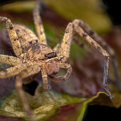 Heteropoda venatoria (Linnaeus, 1767) © Chris Ang  • Habitus • Anterior • Eyes • Chelicerae • Alive • ♂ • Adult