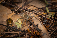 Heteropoda venatoria (Linnaeus, 1767) • Habitus • Dorsal • Alive • ♀ • Adult