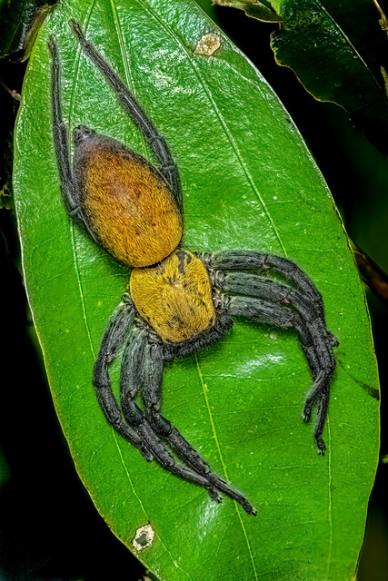 Thelcticopis orichalcea (Simon, 1880)