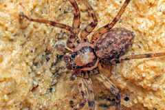 Tiomaniella ladam Grall & Jäger, 2022 © David Court  • Habitus • Dorsal • Alive • ♀ • Adult