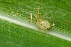 "Dipoena" turriceps (Schenkel, 1936) © Joseph K H Koh  • Habitus • Dorsal • Alive • ♀ • Adult