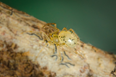 "Dipoena" turriceps (Schenkel, 1936) © Joseph K H Koh  • Habitus • Lateral • Alive • ♀ • Adult