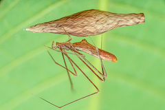 Rhomphaea labiata (Zhu & Song, 1991) © Chris Ang  • Habitus • Lateral • Alive • Eggs • ♀ • Adult