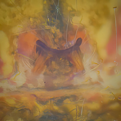 Rhomphaea labiata (Zhu & Song, 1991) © Paul Ng  • Epigyne • Ventral • ♀ • Adult