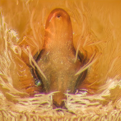 Borboropactus cinerascens (Doleschall, 1859) © James Koh  • Epigyne • Ventral • ♀ • Adult