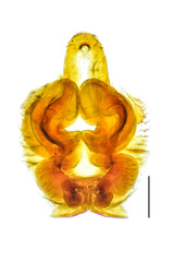 Borboropactus cinerascens (Doleschall, 1859) © James Koh  • Epigyne • Dorsal • Cleared • Dissected • ♀ • Adult
