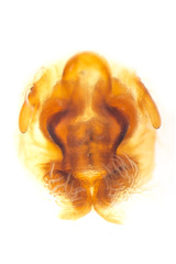 Borboropactus cinerascens (Doleschall, 1859) © Paul Ng  • Epigyne • Ventral • Cleared • Dissected • ♀ • Adult