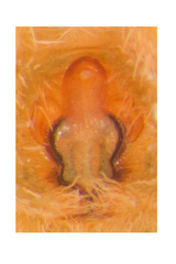Borboropactus cinerascens (Doleschall, 1859) © Paul Ng  • Epigyne • Ventral • ♀ • Adult