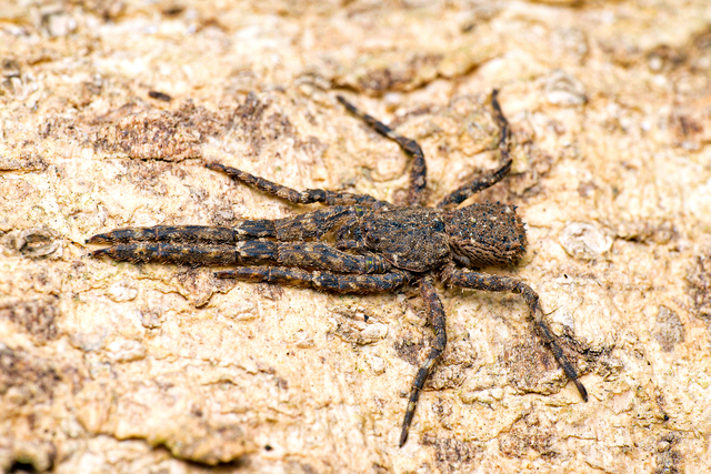 Borboropactus cinerascens (Doleschall, 1859)
