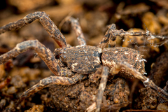 Borboropactus cinerascens (Doleschall, 1859) • Habitus • Lateral • Alive • ♂ • Adult