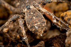 Borboropactus cinerascens (Doleschall, 1859) • Habitus • Posterior • Alive • ♂ • Adult