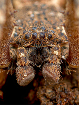 Borboropactus cinerascens (Doleschall, 1859) • Habitus • Anterior • Eyes • Alive • ♂ • Adult