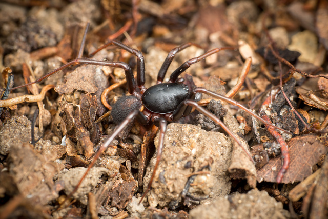 Mallinella allorostrata Dankittipakul, Jocqué & Singtripop, 2012