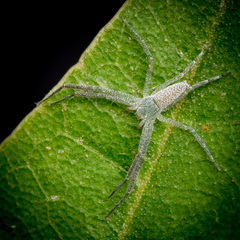Psellonus sp. "Common White" © Joseph K H Koh  • Habitus • Dorsal • Alive • ♀ • Adult