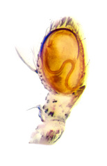 Psellonus sp. "Common White" © Paul Ng  • Male Palp • Ventral • ♀ • Adult